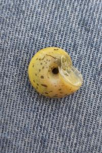 <i>Fruticicola fruticum</i>
