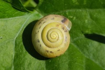 <i>Fruticicola fruticum</i>