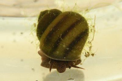 <i>Viviparus viviparus</i>