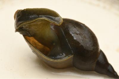 <i>Lymnaea stagnalis</i>