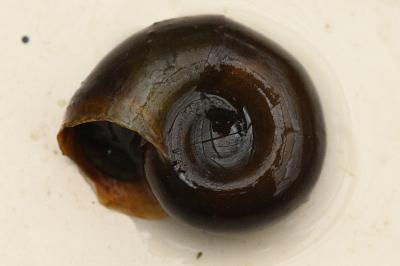 <i>Planorbarius corneus</i>