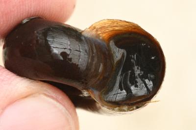 <i>Planorbarius corneus</i>