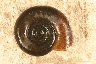 <i>Planorbis carinatus</i>