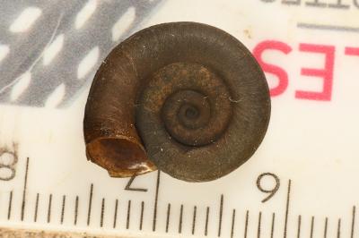 <i>Planorbis carinatus</i>