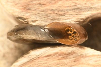 <i>Planorbis carinatus</i>