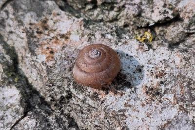 Trochulus hispidus