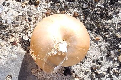 <i>Hygromia cinctella</i>