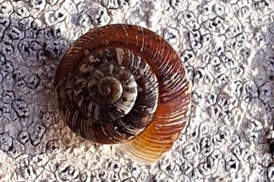 <i>Xeroplexa intersecta</i>
