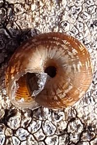 <i>Xeroplexa intersecta</i>