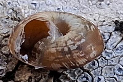 <i>Xeroplexa intersecta</i>