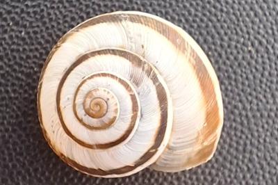 Cernuella virgata