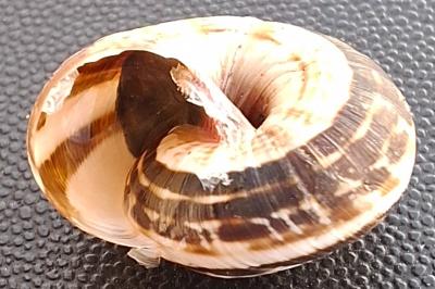 Cernuella virgata