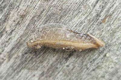 <i>Testacella haliotidea</i>