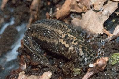 <i>Limax maximus</i>