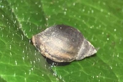 <i>Physella acuta</i>