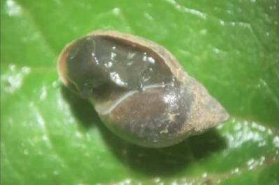 <i>Physella acuta</i>