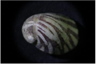<i>Theodoxus fluviatilis</i>