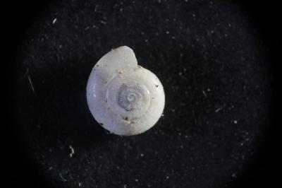 <i>Vitrea crystallina</i>