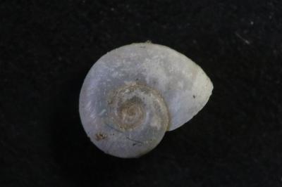 <i>Menetus dilatatus</i>