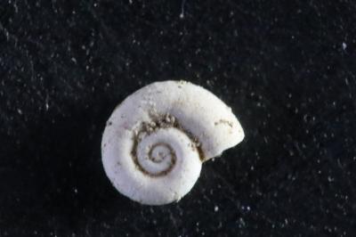 <i>Valvata cristata</i>