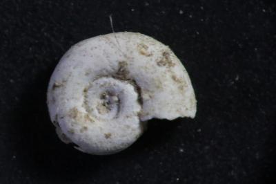 <i>Gyraulus albus</i>