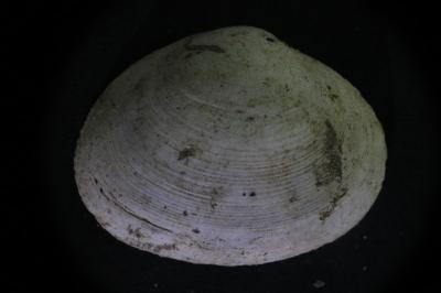 <i>Sphaerium rivicola</i>