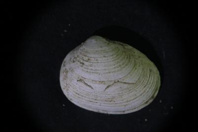 <i>Pisidium amnicum</i>