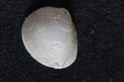 <i>Euglesa henslowana</i>