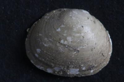 <i>Sphaerium corneum</i>