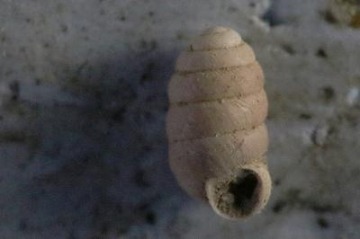 <i>Pupilla muscorum</i>