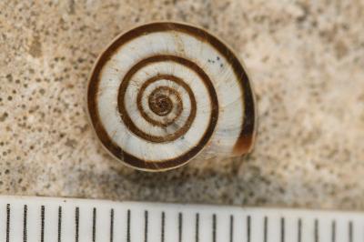 <i>Cernuella</i>