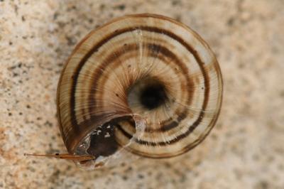 <i>Cernuella</i>