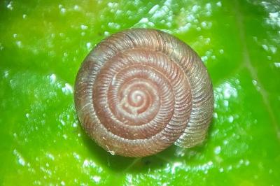 <i>Gonyodiscus rotundatus</i>