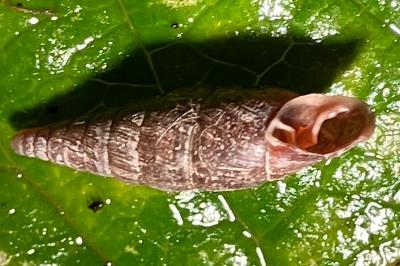 <i>Cochlodina laminata</i>