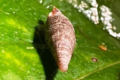 <i>Cochlodina laminata</i>