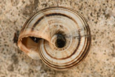 <i>Cernuella aginnica</i>