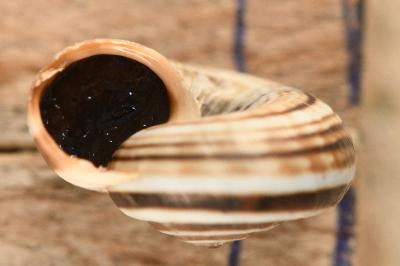 <i>Cernuella aginnica</i>