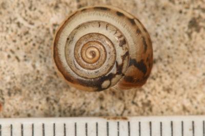 <i>Monacha cartusiana</i>