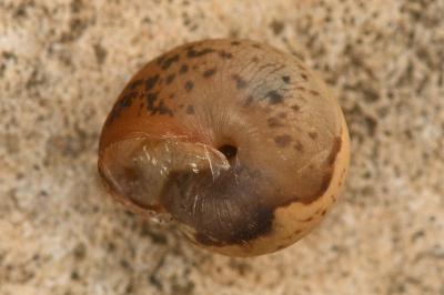 <i>Monacha cartusiana</i>