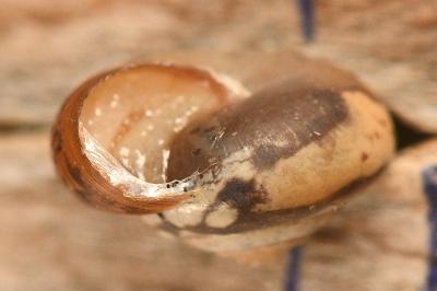 <i>Monacha cartusiana</i>