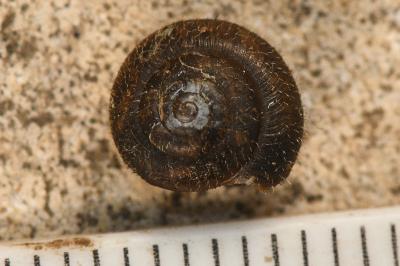 <i>Trochulus hispidus</i>