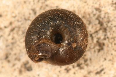 <i>Trochulus hispidus</i>