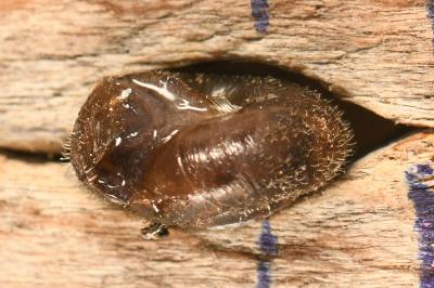 <i>Trochulus hispidus</i>