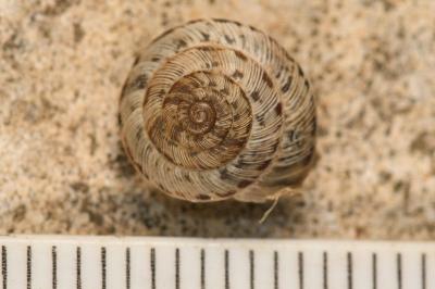 <i>Xeroplexa intersecta</i>
