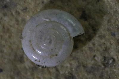 <i>Vitrea crystallina</i>