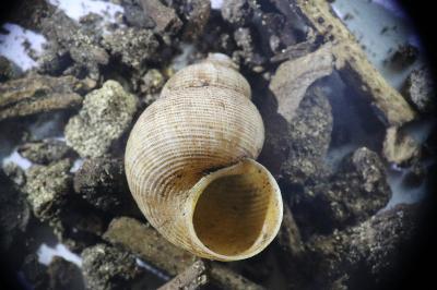 <i>Pomatias elegans</i>