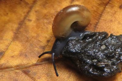 <i>Oxychilus alliarius</i>