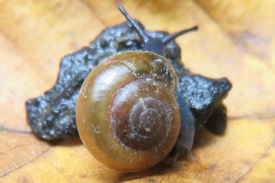 <i>Oxychilus alliarius</i>