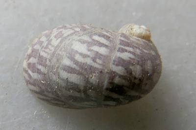<i>Theodoxus fluviatilis</i>