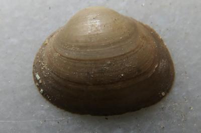<i>Sphaerium corneum</i>